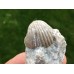 Sieberella sieberi Sieberella sieberi